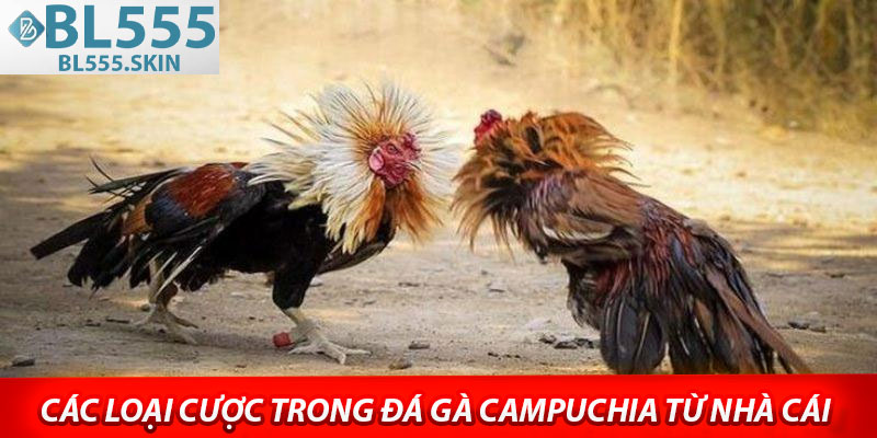 Các loại cược trong đá gà Campuchia từ nhà cái