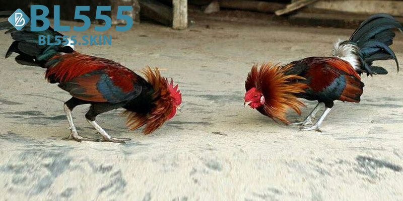 Đá Gà BL555: Trải Nghiệm Cá Cược Gà Đỉnh Cao Mỗi Ngày 5 Cách Thức Tham Gia Đá Gà BL555
