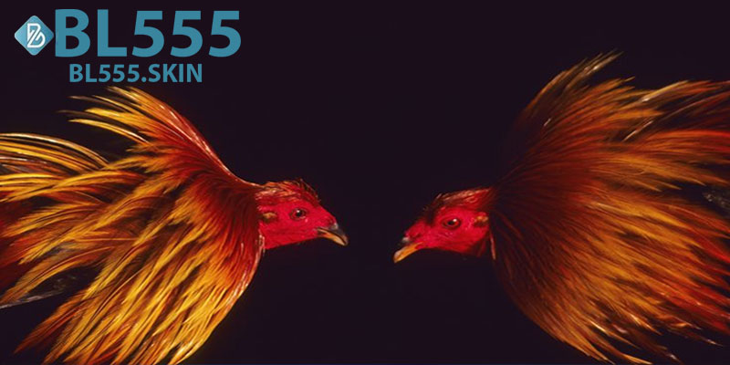 Đá Gà BL555: Trải Nghiệm Cá Cược Gà Đỉnh Cao Mỗi Ngày 4 Đá Gà BL555 Là Gì?