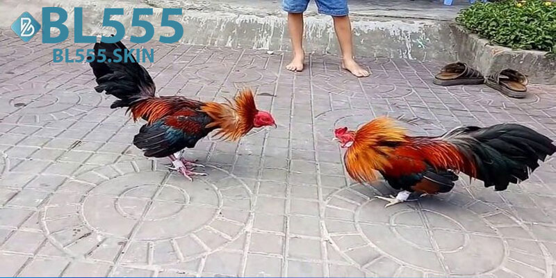 Đá Gà BL555: Trải Nghiệm Cá Cược Gà Đỉnh Cao Mỗi Ngày 6 Ưu Điểm Của Đá Gà BL555